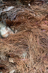 Bark of a Phoenix tree close up