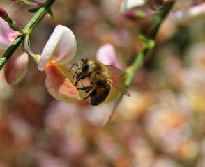 Biene an rosa Besenginster