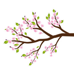 Obraz na płótnie Canvas sakura cherry blossom flower leaf tree branch