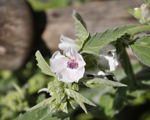 Echter Eibisch in Gartenbeet