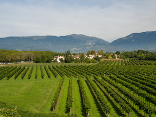 Mountains alps flora mountain house italy coldness town south tyrol grape wine. Autumn 2017