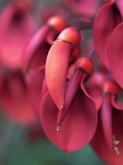 Flowers of the Christ's tears or Cockspur coral (Erythrina crista galli)	 - 182818034
