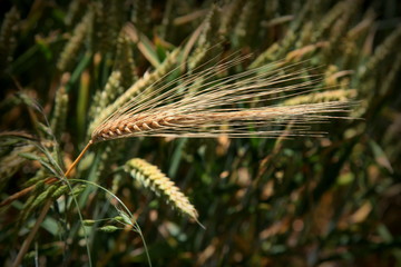 Le grain mûr dans les champs de blé.
