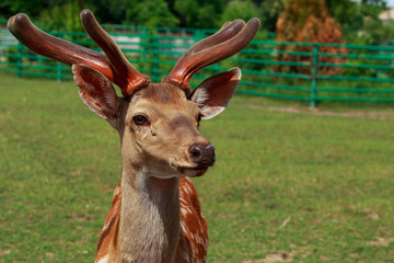 Young deer close-up