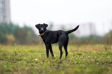 Portrait of beautiful small black dog, looking at camera, standing in a meadow in a fog