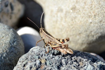 Close up of a grey  wild grasshopper sitting on a rock 