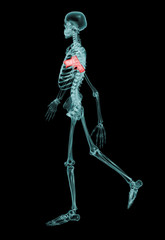 X Ray effect image of complete human skeleton viewed from the side with pistol slung under arm. 3D...