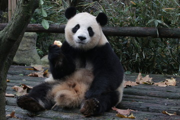 Fototapeta na wymiar Giant Panda is Eating an Apple