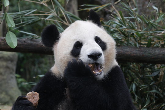 Giant Panda is Eating Bamboo Biscuit, China