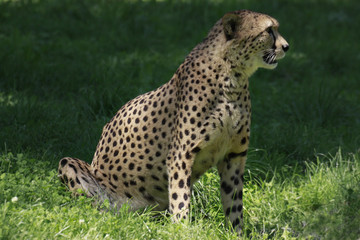 Gepard Alttier, Acinonyx jubatus