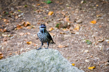 Nucifraga caryocatactes - Tannenhäher