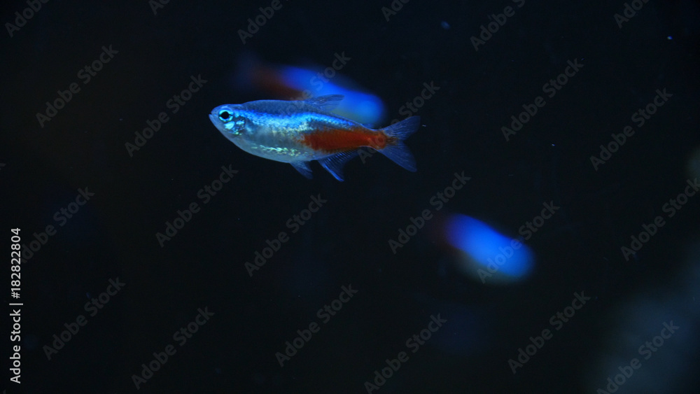 Poster Swarm of Neon Tetra Paracheirodon in nesi freshwater fish. Fish in the aquarium - Posters