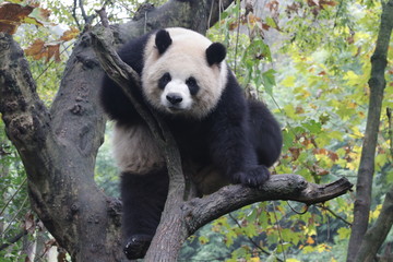 Obraz premium Playful Female Panda name, Yuan Run, China