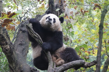 Playful Female Panda name, Yuan Run, China