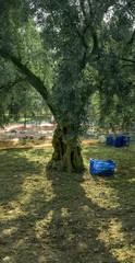 Olive trees during harvest in Marmara Region Turkey