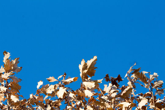 Brown Autumn Leaves and a Blue Sky 2