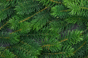 Fototapeta na wymiar texture furry tree branches