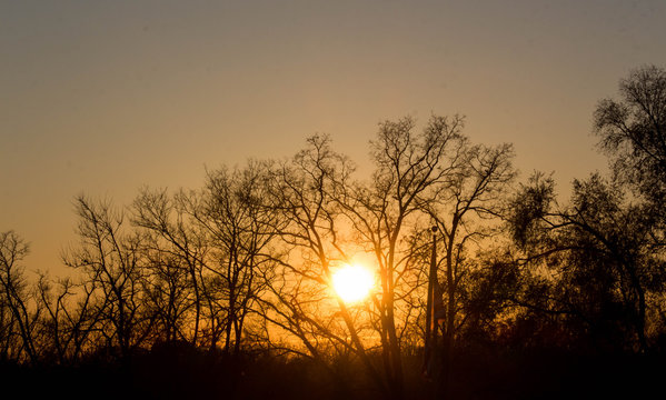 Sunset and Trees with No Leaves 