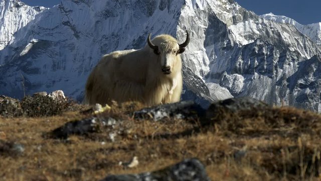 White yak and snowy mountain background. Nepal