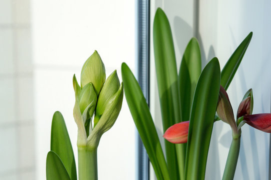 Potted hippeastrum houseplants with flower buds growing on window sill in spring, gorgeous bulbous plants for interior decoration and bouquets