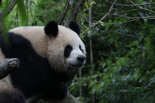 Beautiful Female Giant Panda Name Yuan Run, China