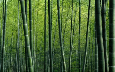Gardinen Bambuswald in China © Rawpixel.com