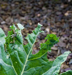 Catterpillars Eating Green Leaf