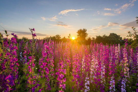 Nice, colorful, wide look at  meadow filled with red, pink and purple wildflowers, in a nice summer sunset.