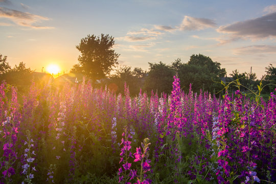Nice, colorful, wide look at meadow filled with red, pink and purple wildflowers, in a nice summer sunset. © mrakorius