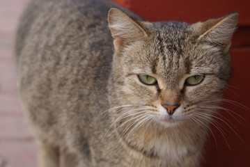 brown cat with green eyes walking on the street