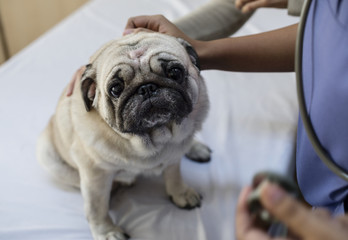 Pet pug in a hospital