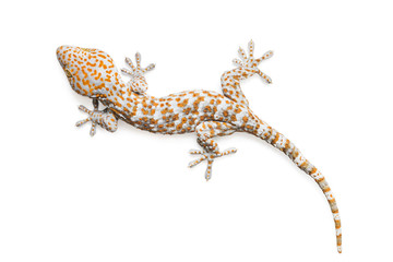 gecko isolated on white background with clipping path