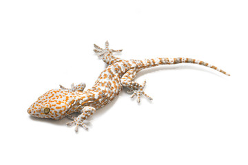 gecko isolated on white background