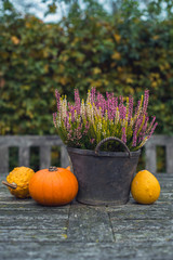 Pumpkins and heather in bucket on wooden garden table.