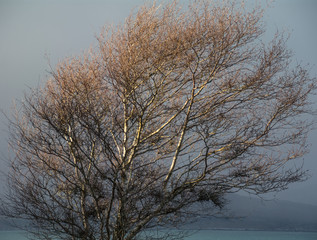 Trees in Winter