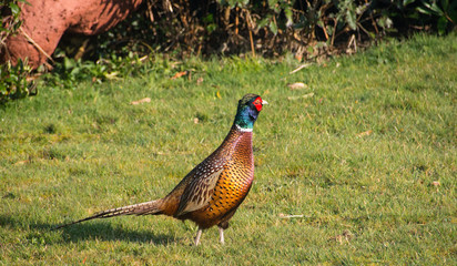Male Pheasant in Garden