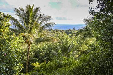 Fototapeta na wymiar View over rain forest and sea landscape on Maui, Hawaii