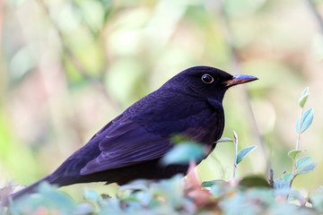 Oiseau en gros plan: Merle noir - Turdus merula - Common Blackbird
