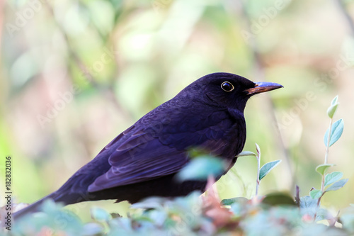 Oiseau En Gros Plan Merle Noir Turdus Merula Common