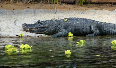 Portrait of an alligator