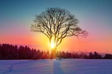 Foto auf Acrylglas Winter Winter sunset landscape with tree and snow field.