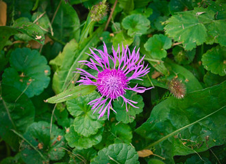 Blooming pink flower between grass and leaves