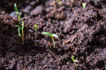 Seedlings in soil