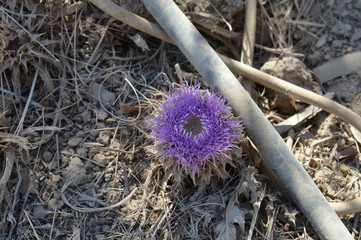 Melissa Photos Images Assets Adobe Stock