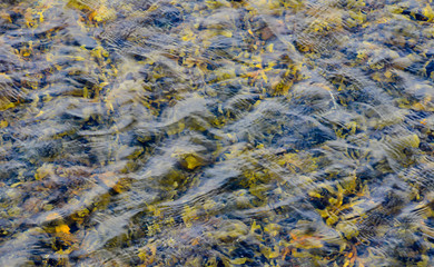 Seaweed on the Shoreline