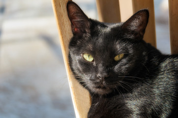 Head portrait of black Bombay cat.