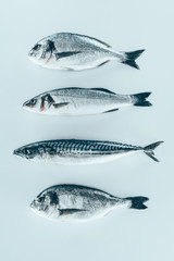 top view of assorted uncooked sea fish isolated on grey