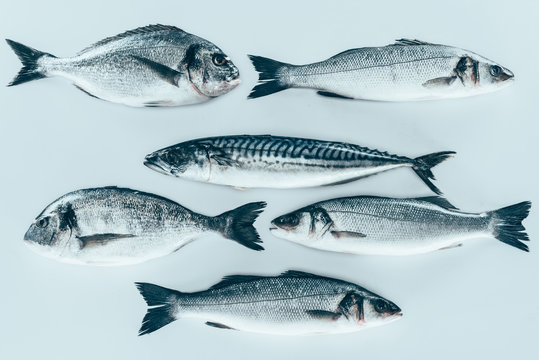 Free Fish Images – Browse 14,606 Free Stock Photos, Vectors, and Video ...