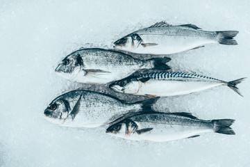 close-up view of fresh gourmet uncooked seafood on ice