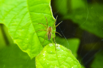 Spider And Spider Web On Green Leaf